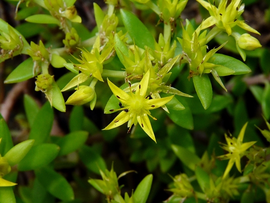 {Sedum acre}